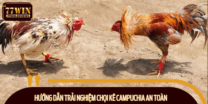 Hướng dẫn trải nghiệm chọi kê Campuchia an toàn