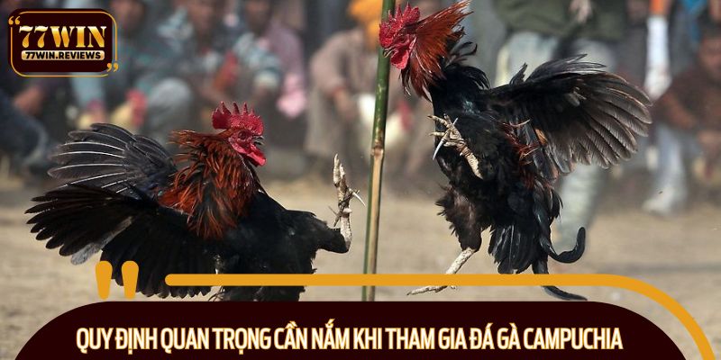 Quy định quan trọng cần nắm khi tham gia đá gà Campuchia