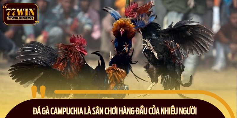 Đá gà Campuchia là sân chơi hàng đầu của nhiều người