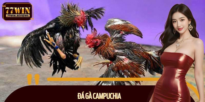 Đá gà Campuchia