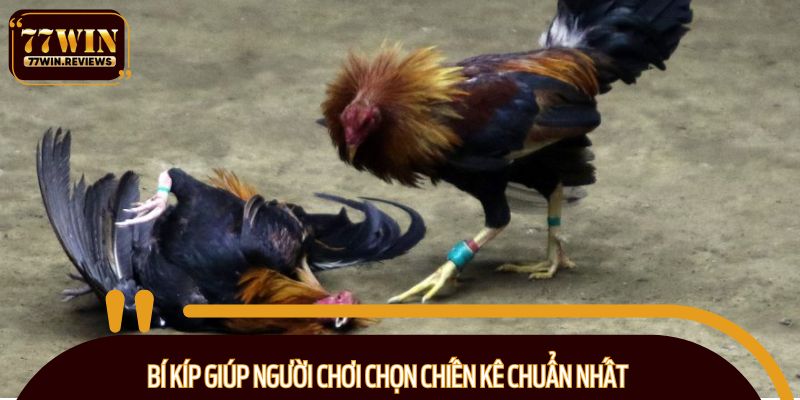 Bí kíp giúp người chơi chọn chiến kê chuẩn nhất