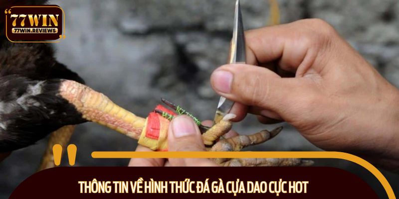 Thông tin về hình thức đá gà cựa dao cực hot