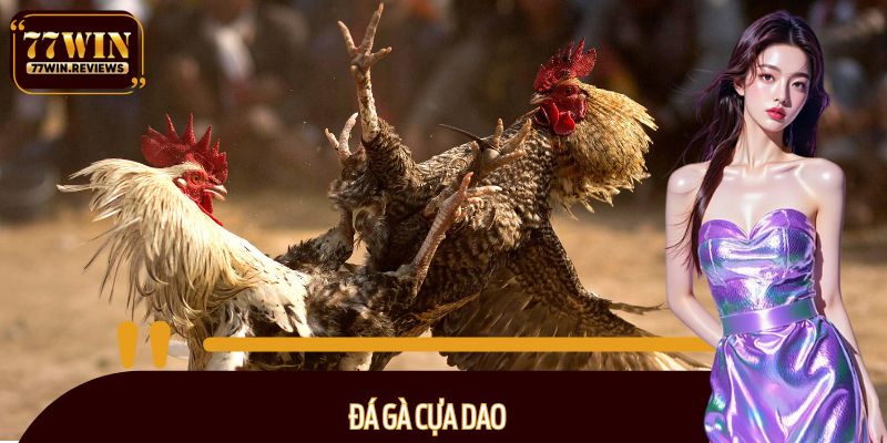 Đá gà cựa dao