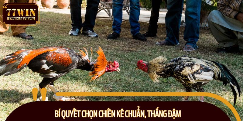 Bí quyết chọn chiến kê chuẩn, thắng đậm
