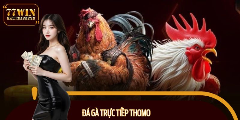 Đá gà trực tiếp Thomo